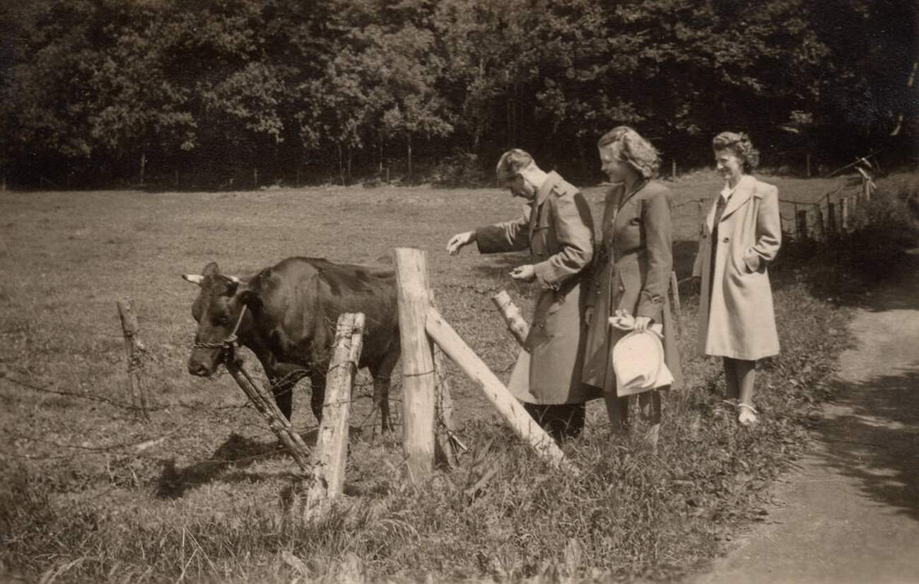 Family and cow, Zealand, Denmark, 1930s