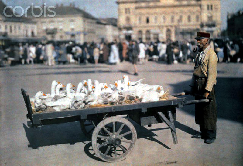 A man carts geese to market in Hungary, June 1932.