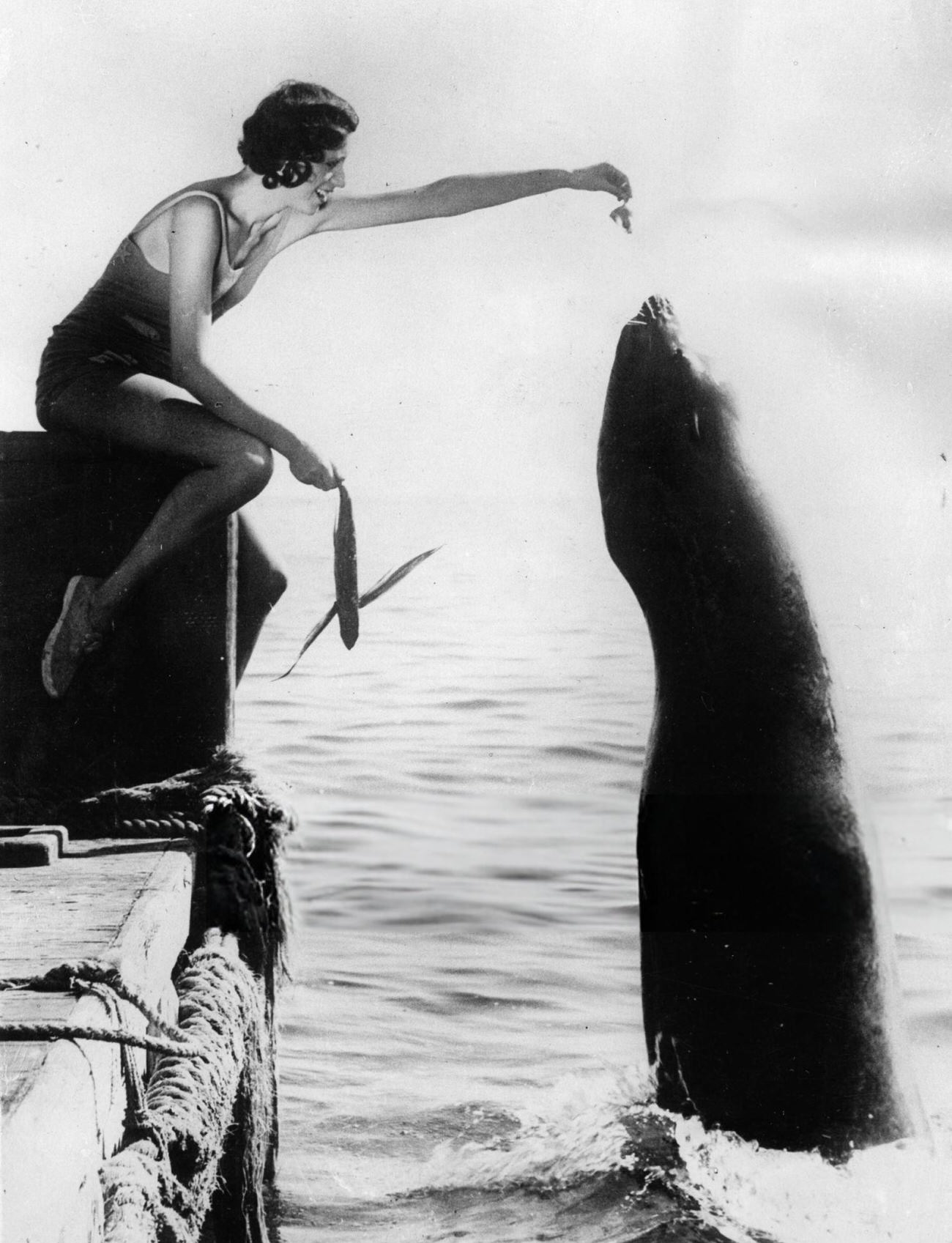 The seal Oscar II on Catalina Island, fed by visitors, 1930.