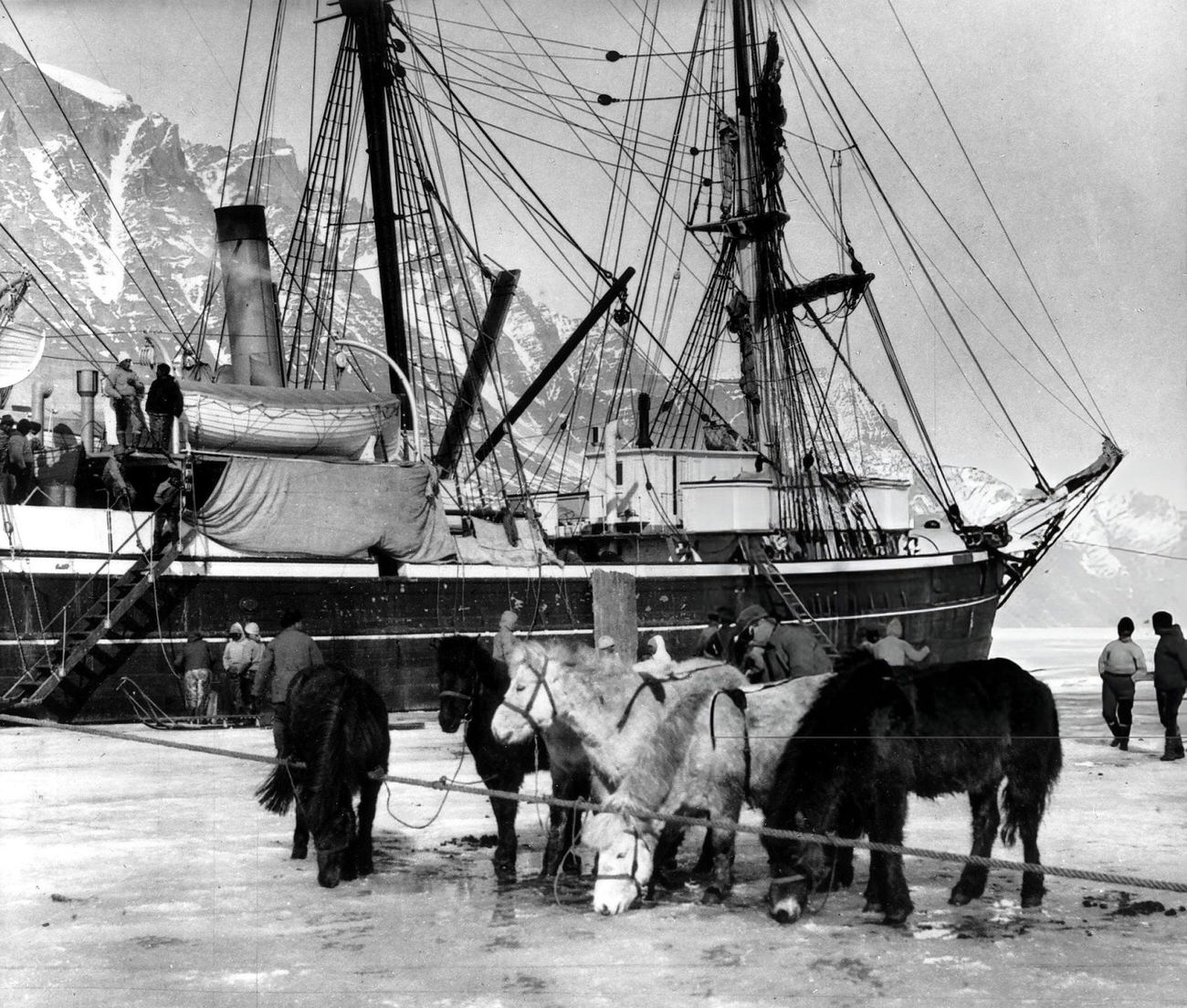 Ponies from Iceland used by Alfred Wegener's Greenland expedition, 1930.