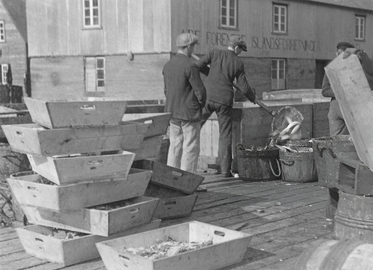 Herring being cleaned in Siglufjordur, Iceland, 1935.