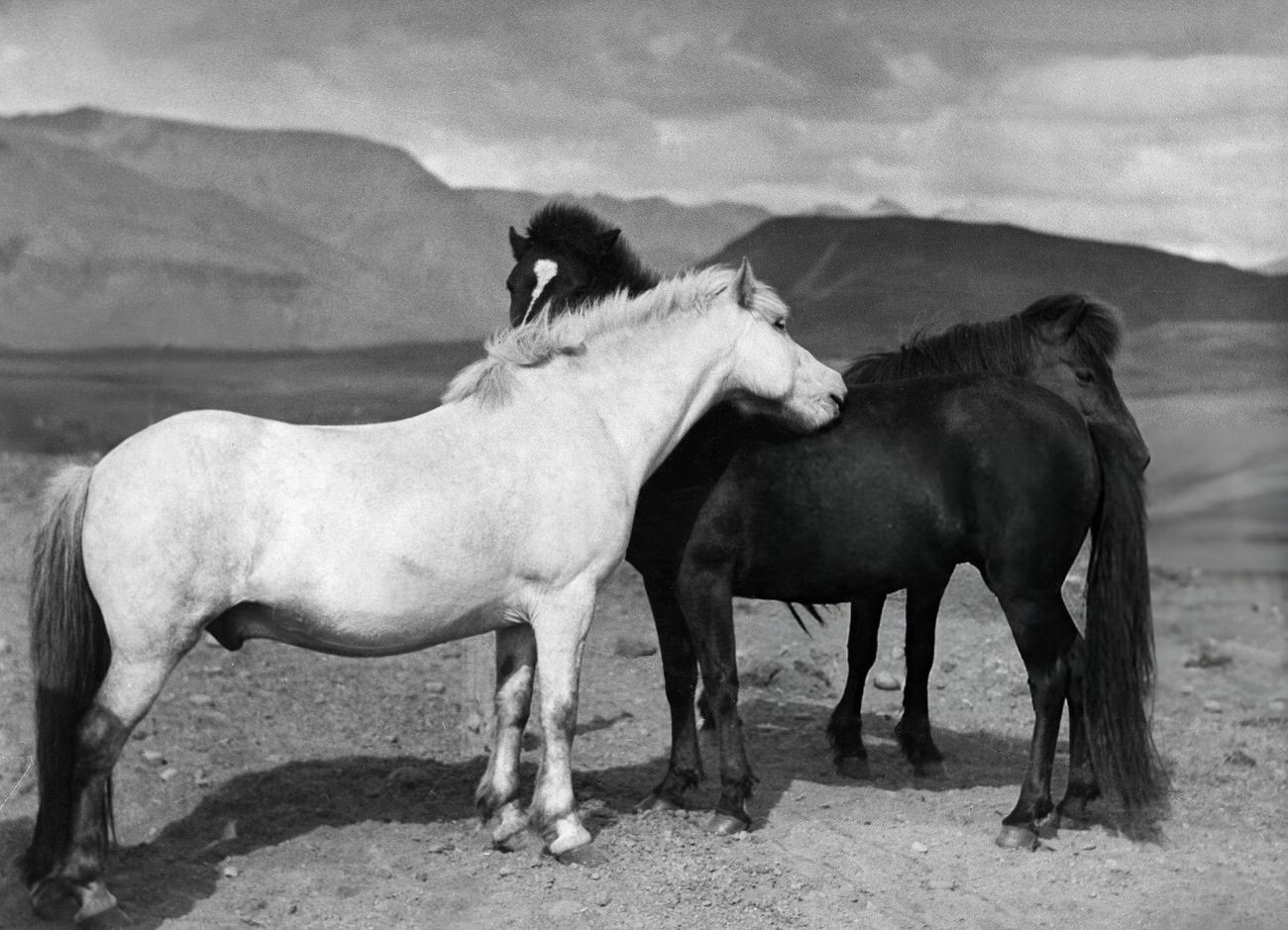 Icelandic ponies, 1934.