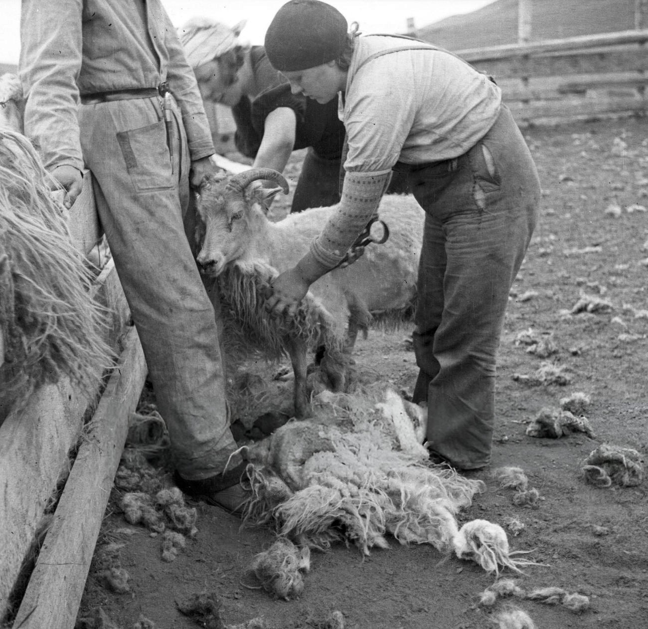 Shearing sheep in Iceland, 1930s.