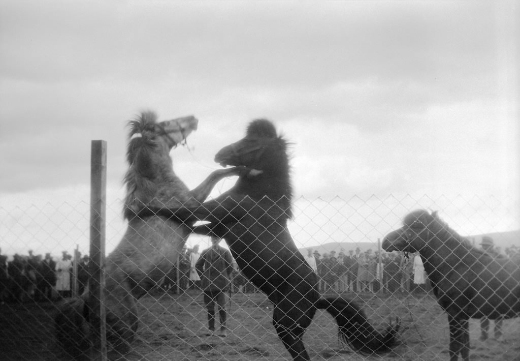 Horses at Thingvellir, Iceland.