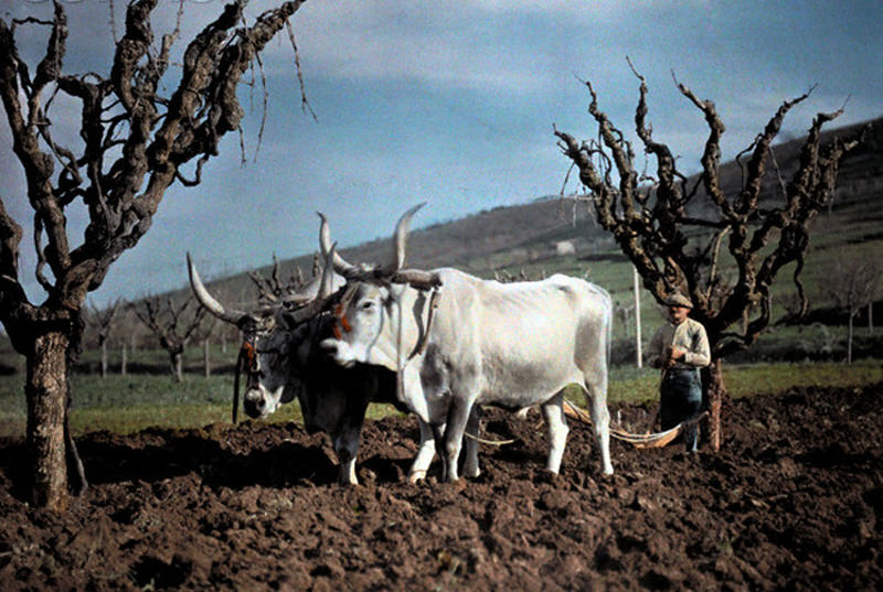 Oxen plowing a field in Perugia, Italy, 1928.