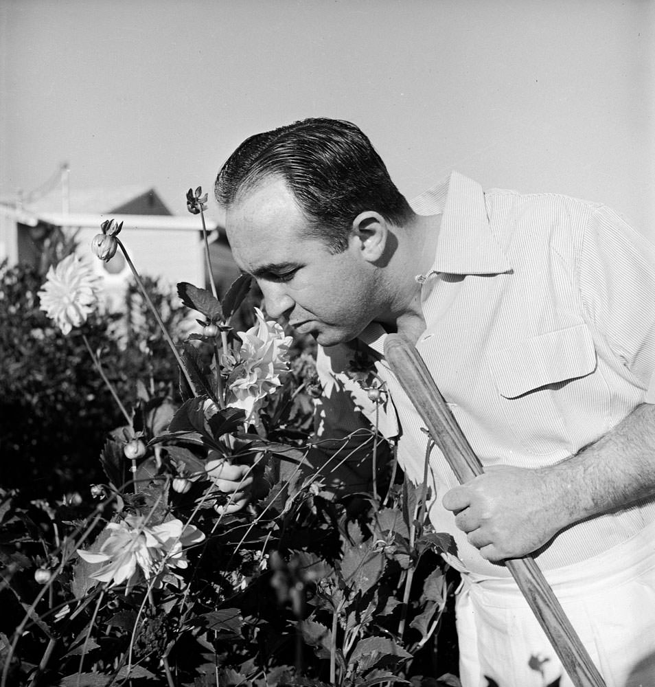 Mickey Cohen smells flowers at home in Los Angeles, 1949.