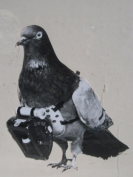 In 1908 a pharmacist used his Pigeon to Take Aerial Photographs