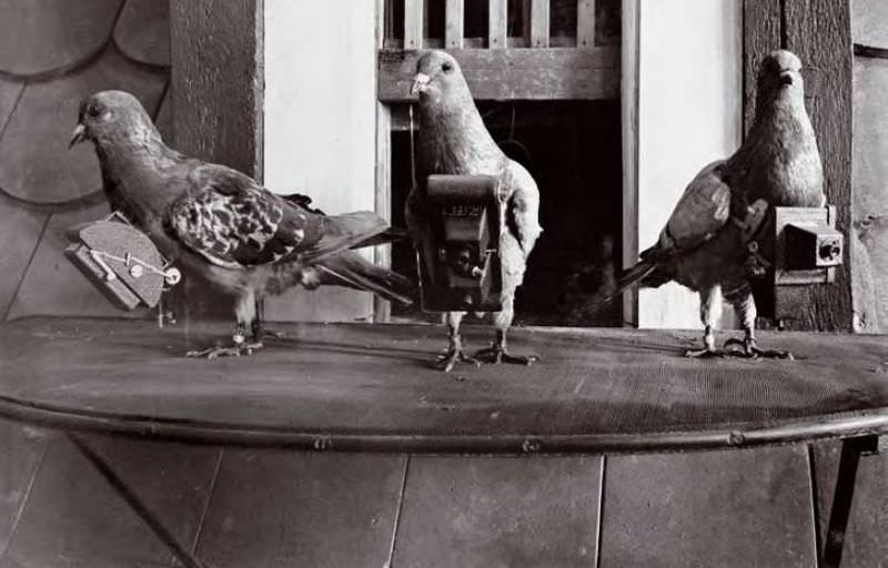 In 1908 a pharmacist used his Pigeon to Take Aerial Photographs