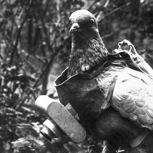 In 1908 a pharmacist used his Pigeon to Take Aerial Photographs