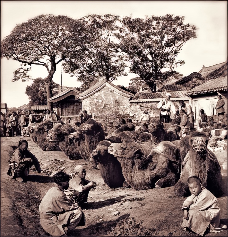 Camels in Peking, 1901.