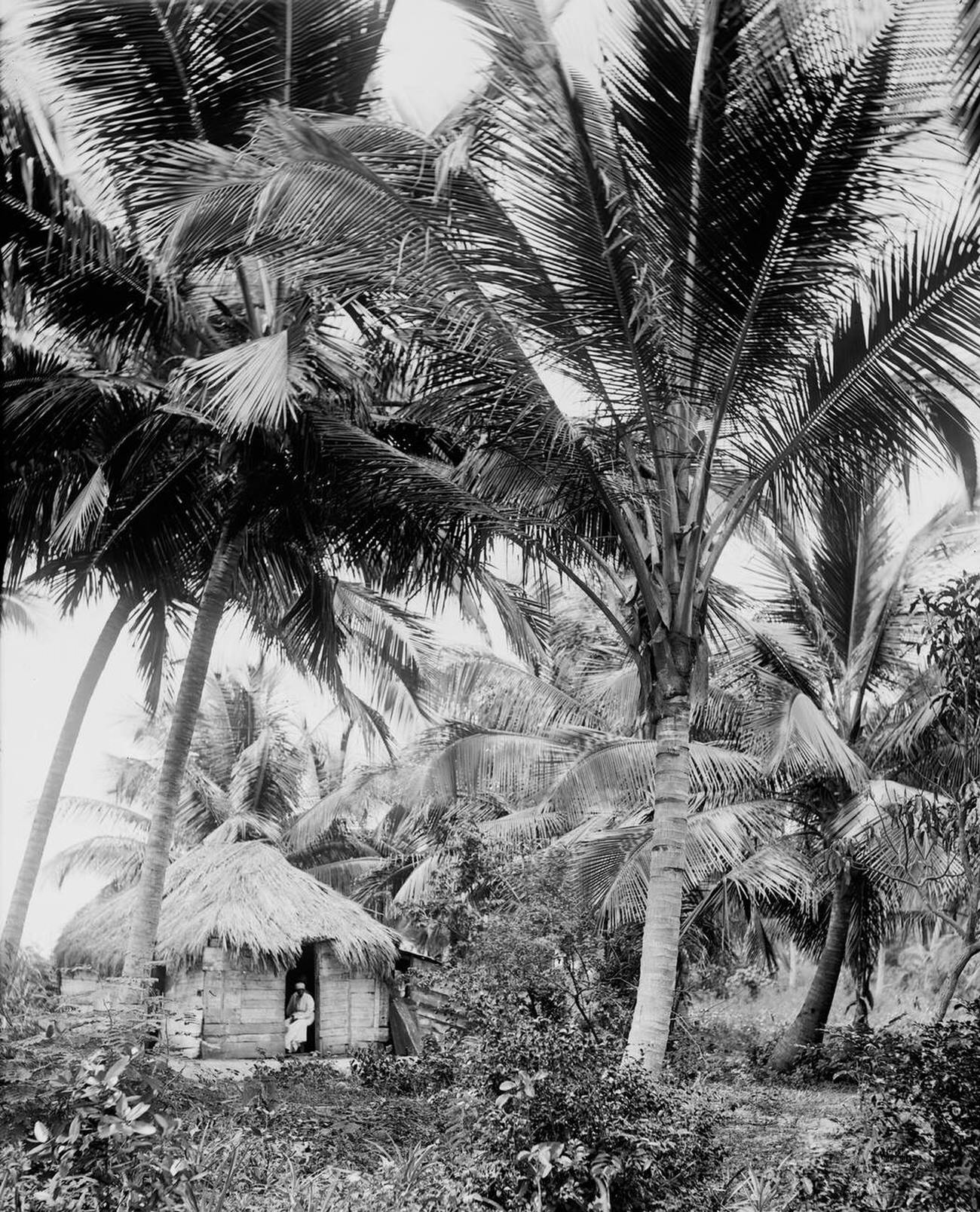 Coconut palms in Puerto Rico, 1903.