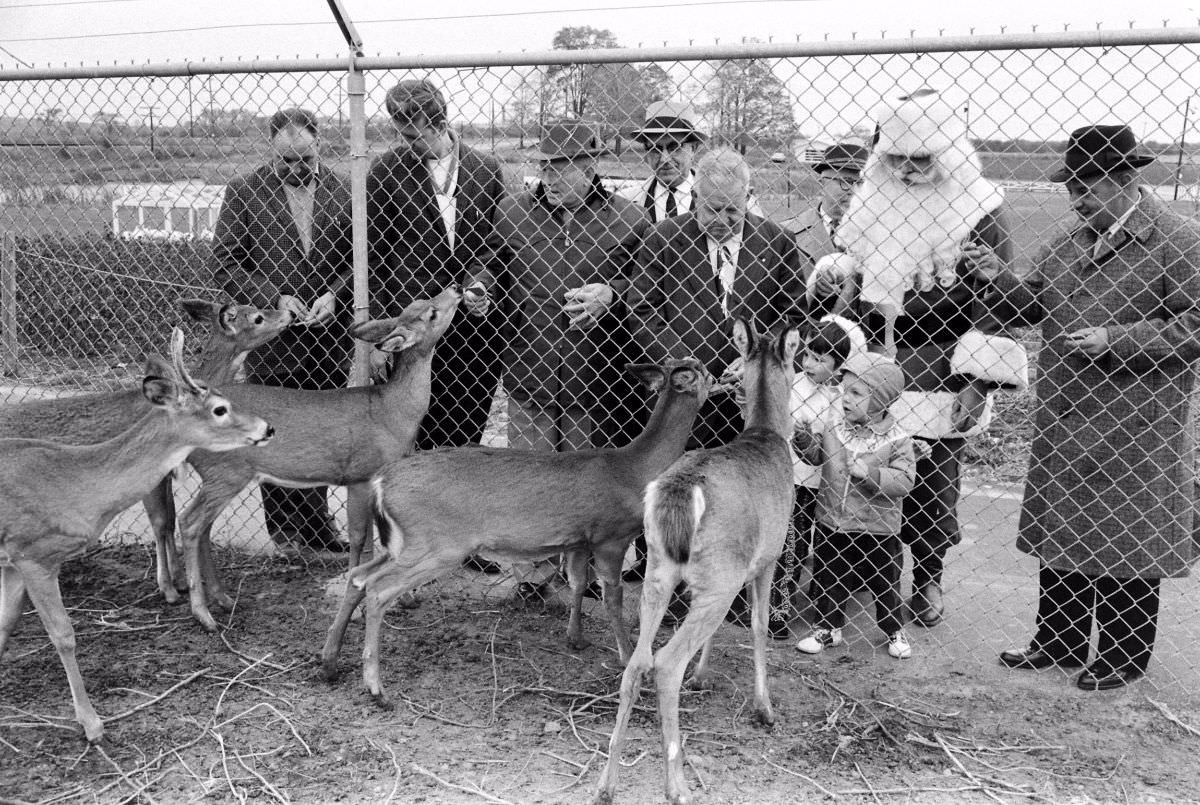 Feeding the deer at Charles Howard's Santa Claus School, Albion, N.Y., 1961.