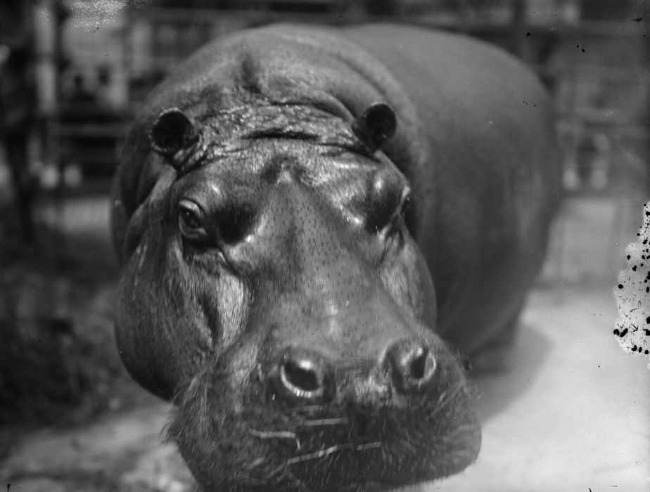 Hippos in the New York Zoo.