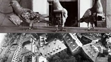 Pigeon Aerial Photographs 1908