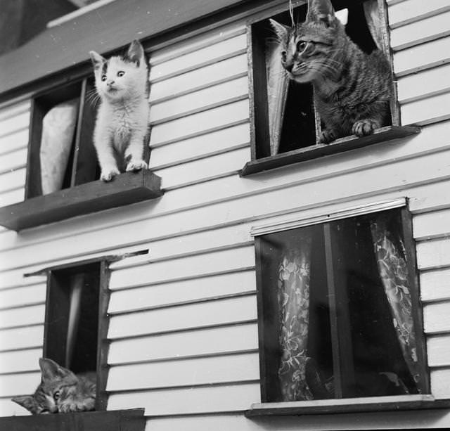 A kitten observes a 'No Vacancy' sign on a cat 'house' built by Miss Alice Manchester of the Greenwich Village Humane Cat League, 1950.