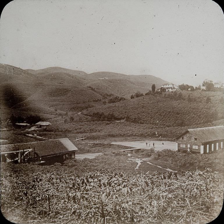 Tea Plantation, India, 1890s.